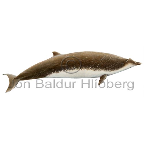 blainvilles beaked Whale - Mesoplodon densirostris - Whales - Cetacea