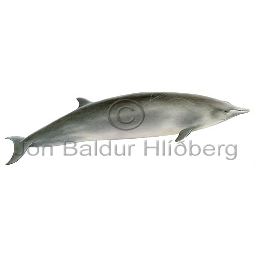 Sowerbys Beaked Whale - Mesoplodon bidens - Whales - Cetacea