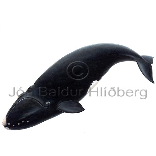North Atlantic Right Whale - Eubalaena glacialis - Whales - Cetacea