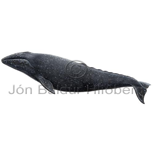 Gray Whale - Eschrictus robustus - Whales - Cetacea
