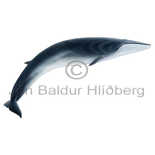 Fin Whale - Balanoptera physalus - Whales - Cetacea