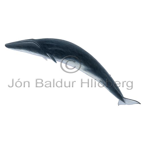 Fin Whale - Balanoptera physalus - Whales - Cetacea