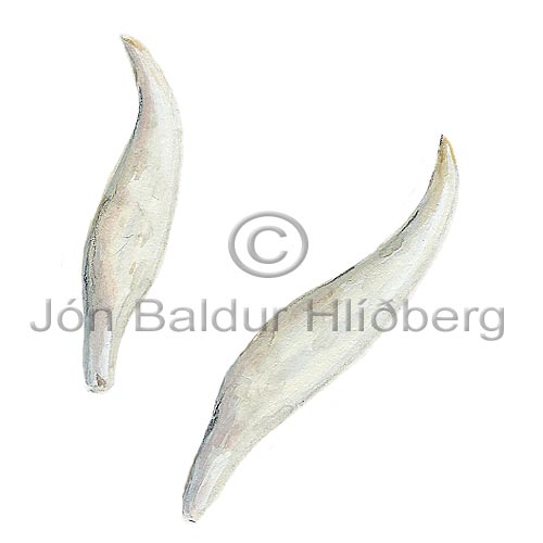 Hnýðingur - Lagenorhychus albirostris - hvalir - Hvalir