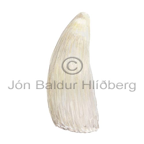 Sperm Whale - Physeter macrocephalus - Whales - Cetacea