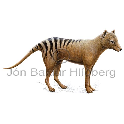 Thylacine Tasmanian wolf - Thylacinus cynocephalus - Marsupials - Dasyuromorphia