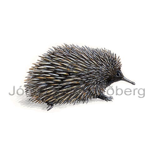 Short-nosed echidna - Tachyglossus aculeatus - Monotremata - thachyglossidae