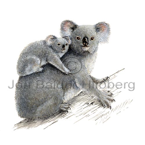 Koala - Phascolarctos cinereus - Marsupials - diprotodontia