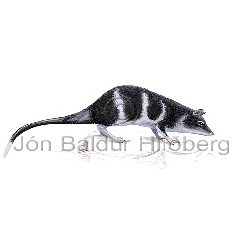 Water opossum - Chironectes minimus - Marsupials - didelphimorphia