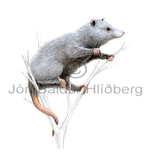 Virginia opossum - Didelphis virginiana - Marsupials - didelphimorphia