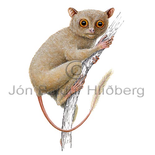 Western Tarsier - Tarsius banacus - primates - primates