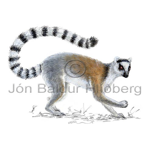 Ring-tailed lemur - Lemur catta - primates - primates