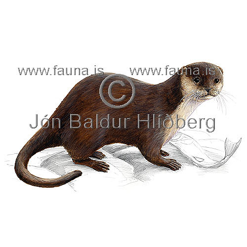 European otter - Lutra lutra - Carnivores - mustelidae