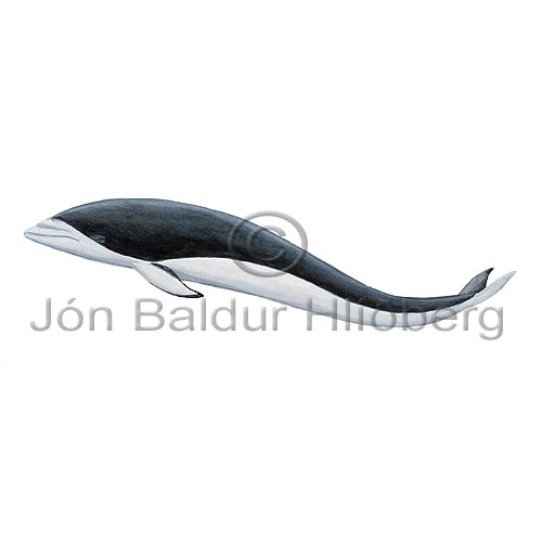 Southern rightwhale dolphin - Lissodelphis peronii - Whales - Cetacea
