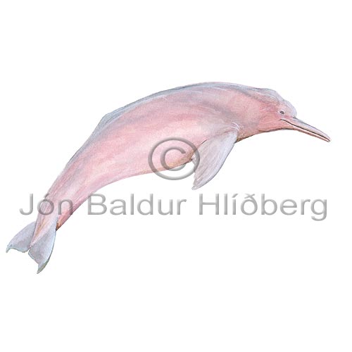Inia geoffrensis - Amason river dolphin - Whales - Cetacea