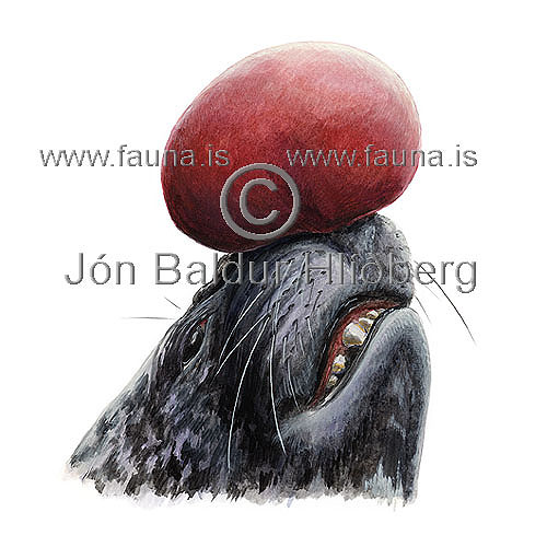 Hooded seal - Cystophora cristata - Seals - Pinnipedia