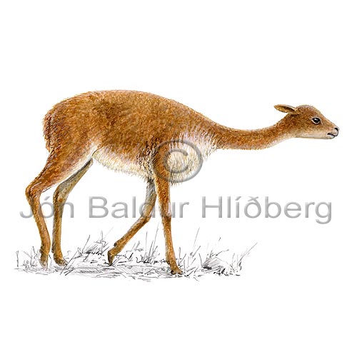 Vicuna - Vicugna vicugna - Herbivores - Artiodactyla