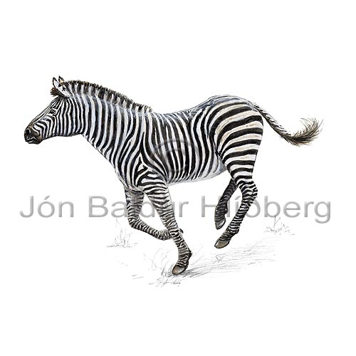 Slttusebra - Zebra burchelli - grasbitar - hofdyr