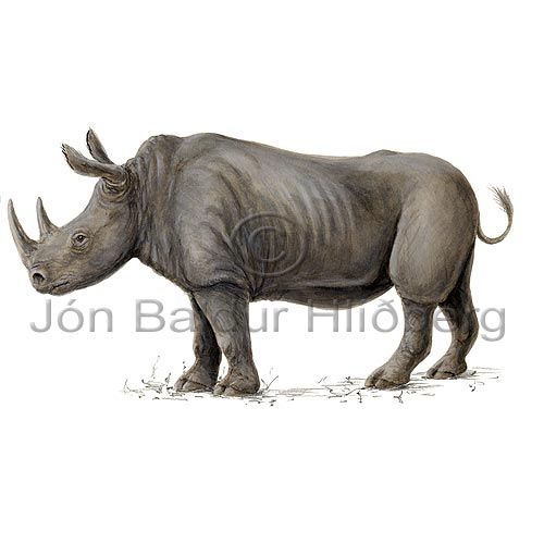 Black rhinoceros - Diceros bicornis - Herbivores - Perissodactyla