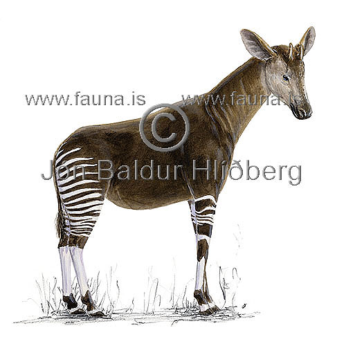 Okapi - Okapia johnstoni - Herbivores - Artiodactyla