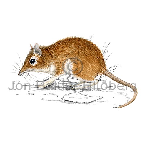 Roufus elephant shrew - Elephantulus rufescens - othermammals - macroscelidea