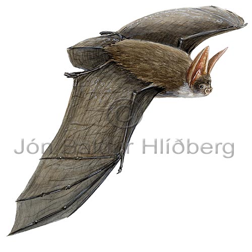 Brown long eared bat - Plecotus auritus - othermammals - Chiroptera