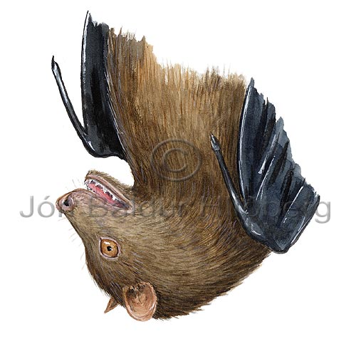 Pteropus sp. - Pteropus ssp - othermammals - Chiroptera