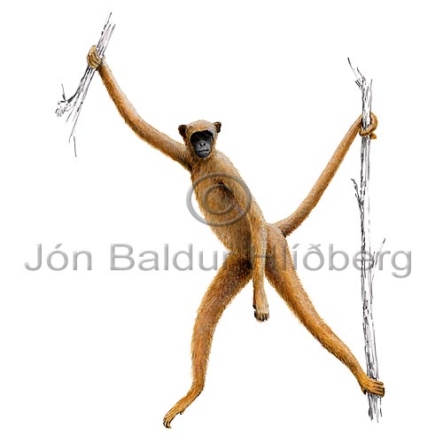 Wolly spider monkey - Brachyteles arachnoides - primates - primates