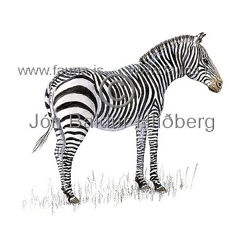 Mountain zebra - Equus zebra - Herbivores - Perissodactyla