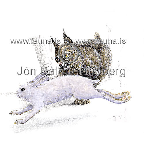 Lynx - Felis canadensis - Carnivores - felidae