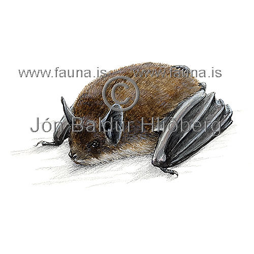 Little brown bat - Myotis lucifugus - othermammals - Chiroptera
