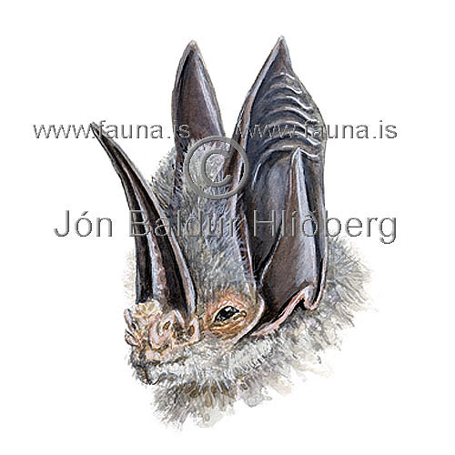 Long-eared bat - Lonchorhina aurita - othermammals - Chiroptera