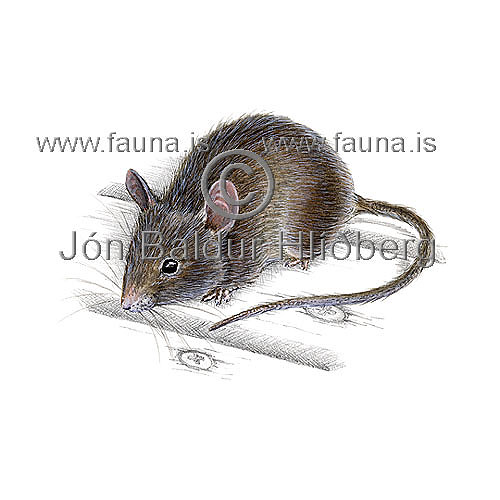 House mouse - Mus musculus - rodents - Rodentia