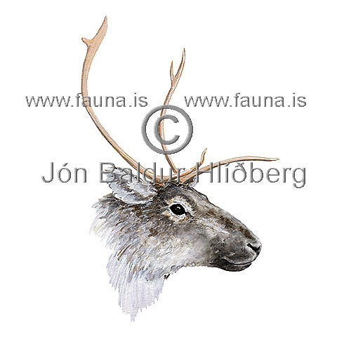 Reindeer - Rangifer tarandus - Herbivores - Artiodactyla