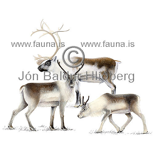 Reindeer - Rangifer tarandus - Herbivores - Artiodactyla