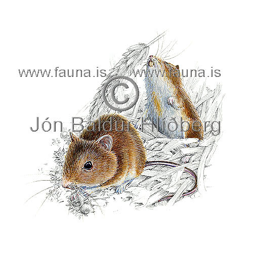 Longtailed field mouse - Apodemus sylvaticus - rodents - Rodentia