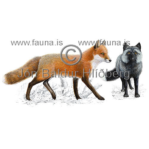 Red fox  - Vulpes vulpes - Carnivores - canidae