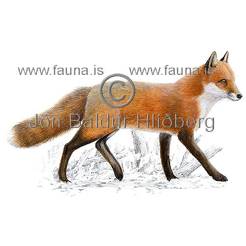 Red fox  - Vulpes vulpes - Carnivores - canidae