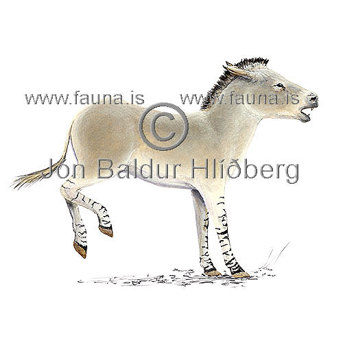Wild donkey - Equus africanus - Herbivores - Perissodactyla