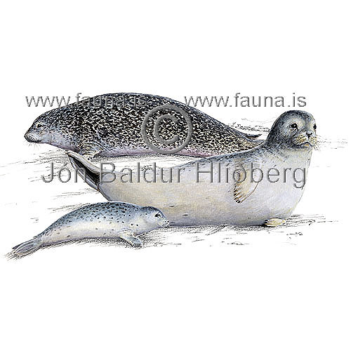 Harbor seal - Phoca vitulina - Seals - Pinnipedia