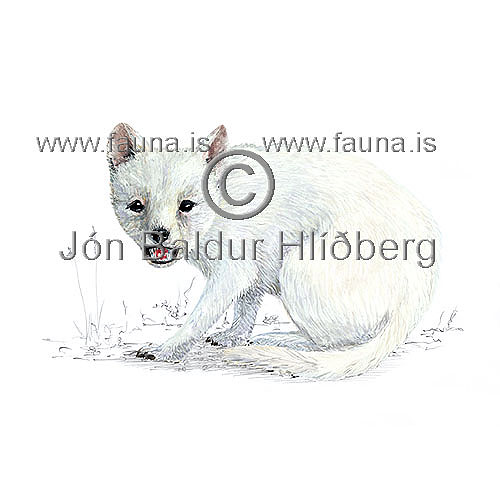 Arctic fox - Alopex lagopus - Carnivores - canidae
