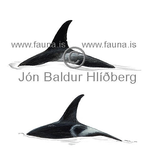 Háhyrningur - Orcinus orca - hvalir - Hvalir