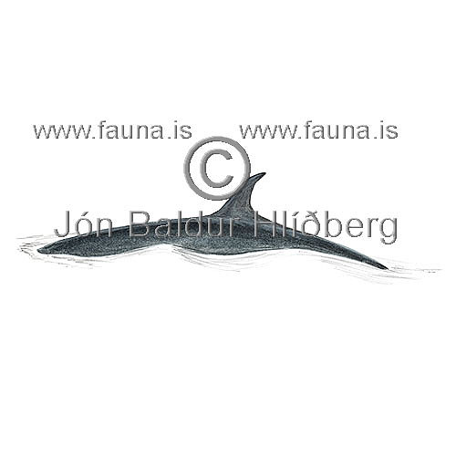 Sei Whale - Balanoptera borealis - Whales - Cetacea