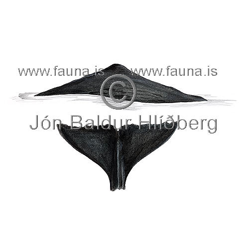 Sperm Whale - Physeter macrocephalus - Whales - Cetacea