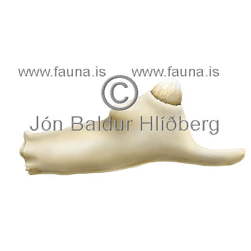 blainvilles beaked Whale - Mesoplodon densirostris - Whales - Cetacea