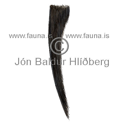 North Atlantic Right Whale - Eubalaena glacialis - Whales - Cetacea