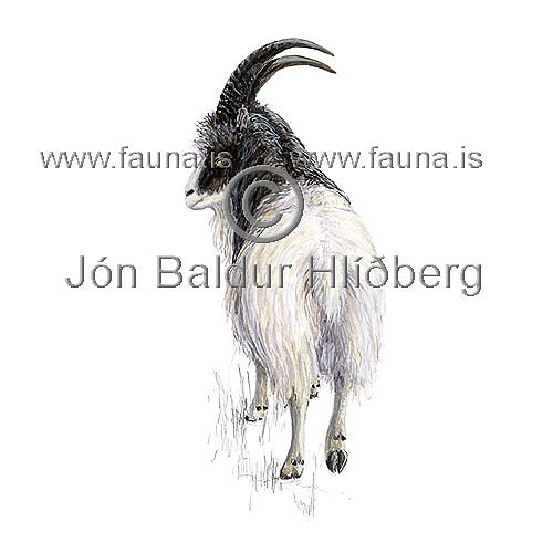 Goat - Capra hircus - Herbivores - Artiodactyla