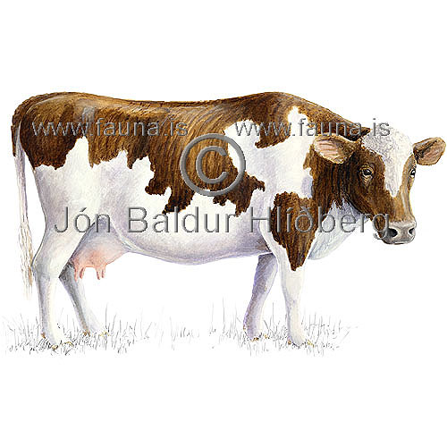 Cattle - Bos taurus - Herbivores - Artiodactyla