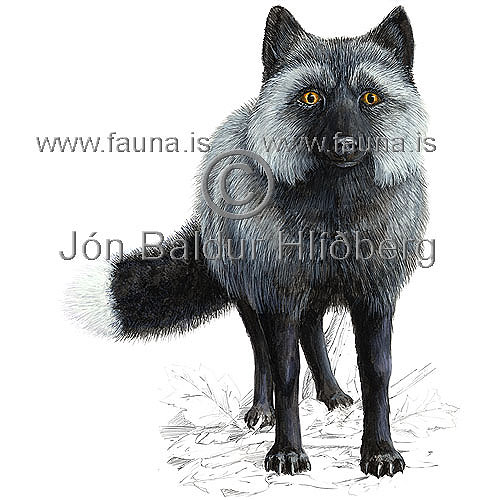 Silver fox - Vulpes vulpes - Carnivores - canidae