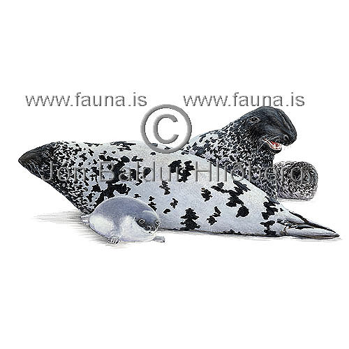 Hooded seal - Cystophora cristata - Seals - Pinnipedia