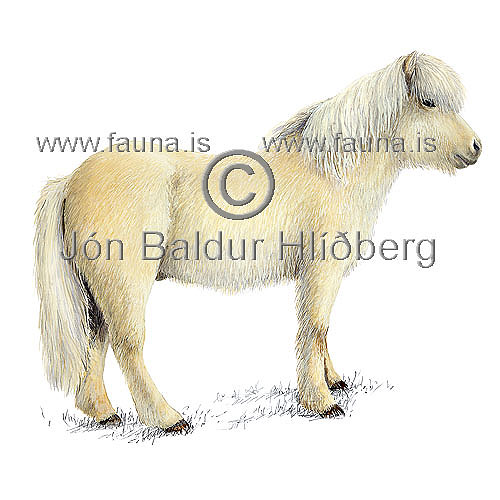 Horse - Equus caballus - Herbivores - Perissodactyla